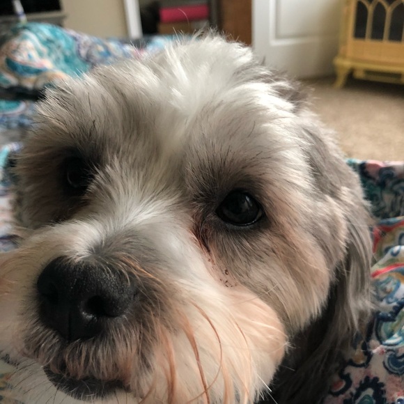 Meet your Posher, Shanda - Picture 2 of 2